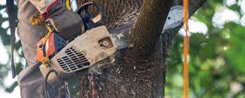 Best Arborist Consultation Services  in North Lindenhurst, NY