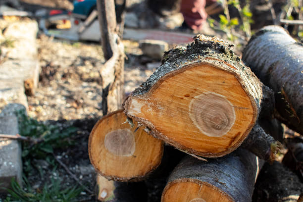 Best Tree Mulching  in North Lindenhurst, NY
