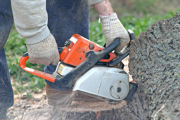 Best Tree and Shrub Care  in North Lindenhurst, NY
