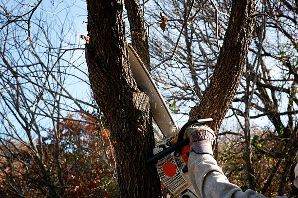 Best Tree Removal  in North Lindenhurst, NY
