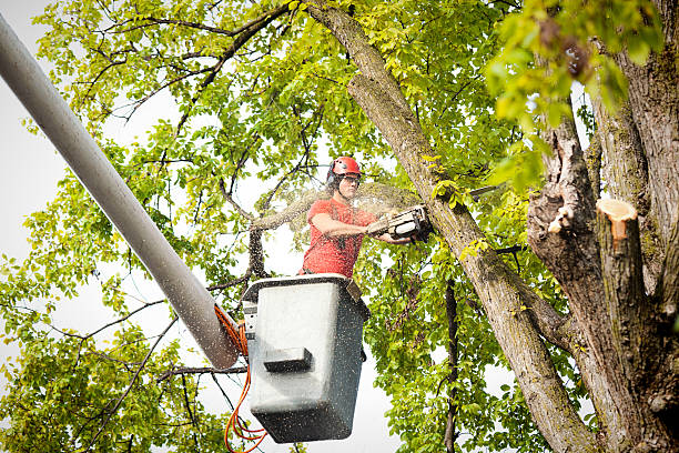 Best Firewood Processing and Delivery  in North Lindenhurst, NY