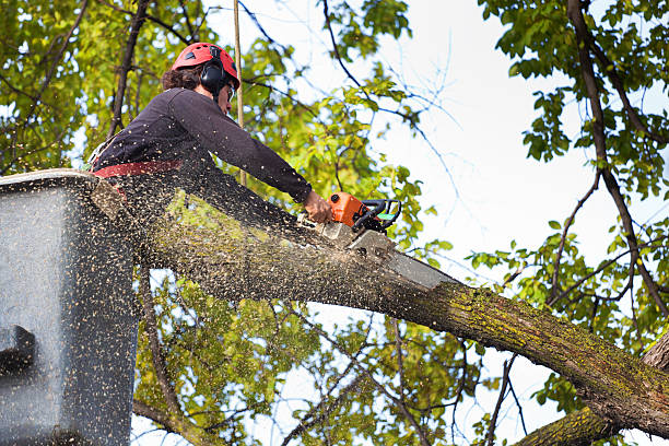 Best Emergency Tree Removal  in North Lindenhurst, NY