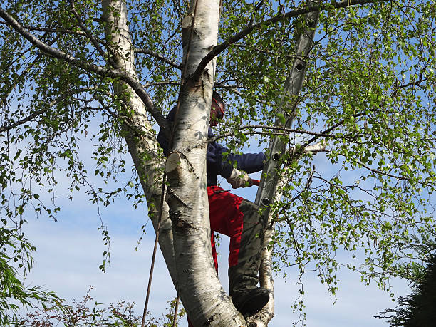 How Our Tree Care Process Works  in  North Lindenhurst, NY
